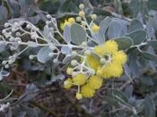 Starr 020911-0004 Acacia podalyriifolia.jpg