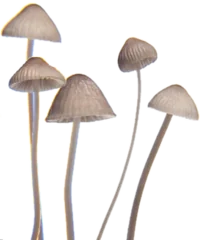 Shrooms.png
