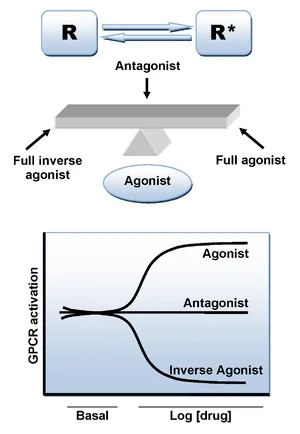Agonists.png