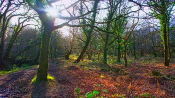 Colour enhancement