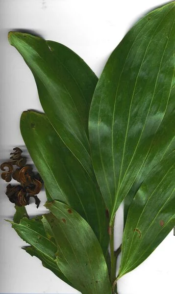 File:Starr 031013-8002 Acacia mangium.jpg