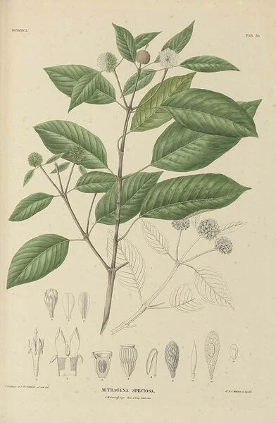 File:Mitragyna speciosa.jpg