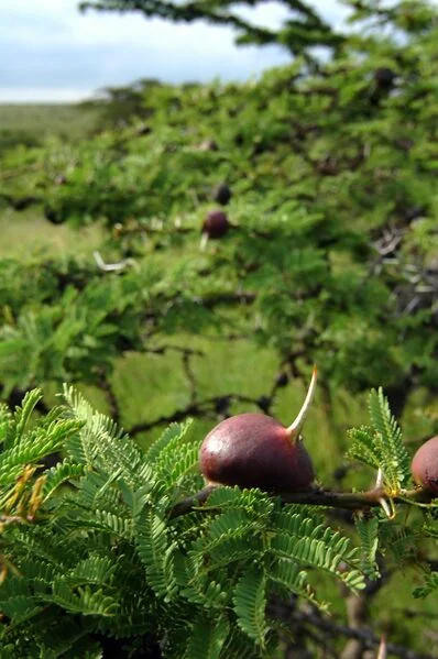 File:Whistling thorn.jpg