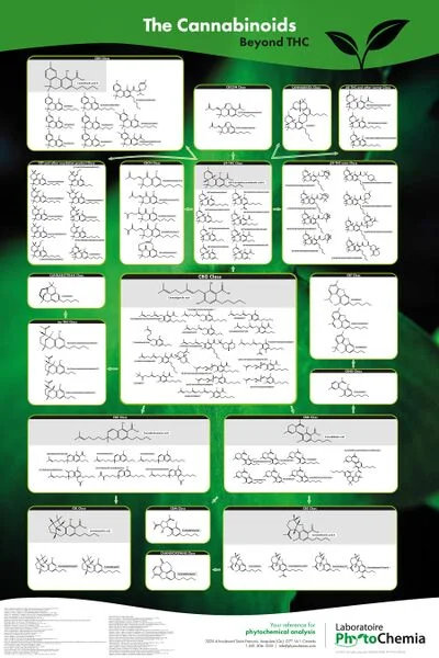 File:Phyto cannabinoids infograph.jpg