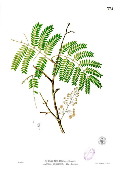 File:Acacia concinna Blanco2.374.png
