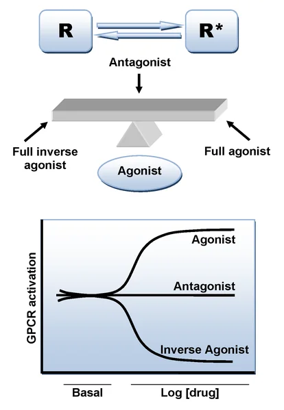 File:Agonists.png