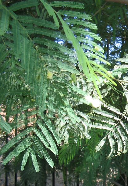 File:Acacia-berlandieri-flowers4.jpg