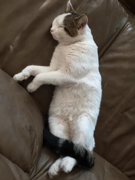 File:Drifting cat by Anonymous.gif
