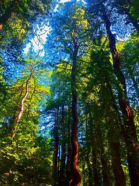 File:Red Woods by CountRoloff.jpg