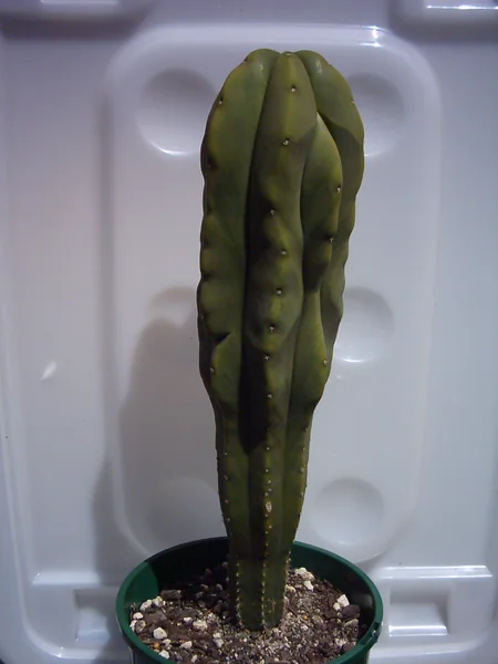 File:Scopulicola.png