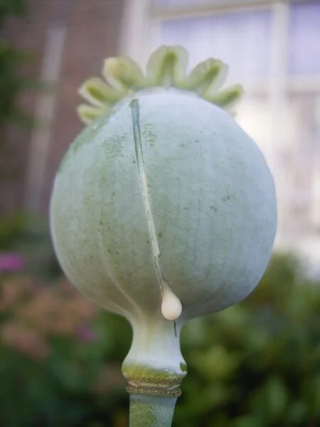 File:Slaapbol R0017601.JPG