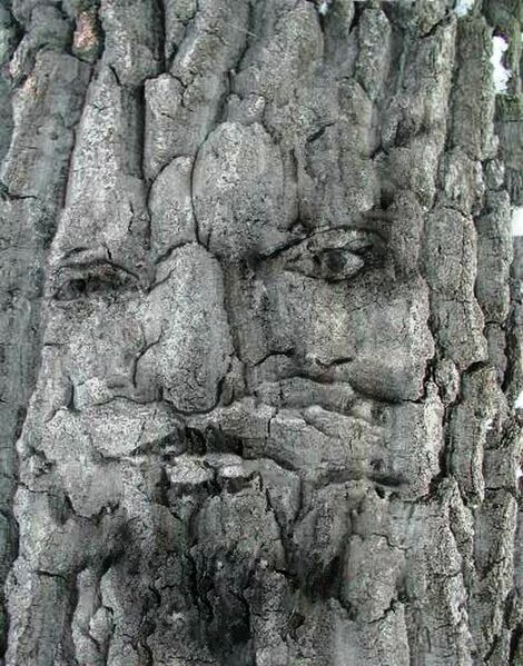 File:Face within tree bark.jpg