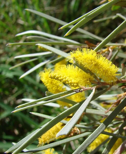 File:Acacia aneura blossom.jpg