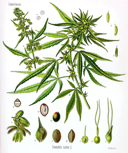 File:Cannabis (Botany).png