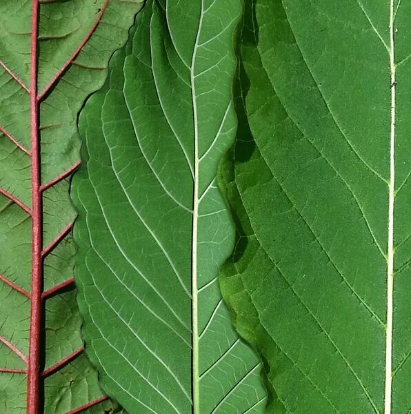 File:Red green white kratom strains comparison.jpg