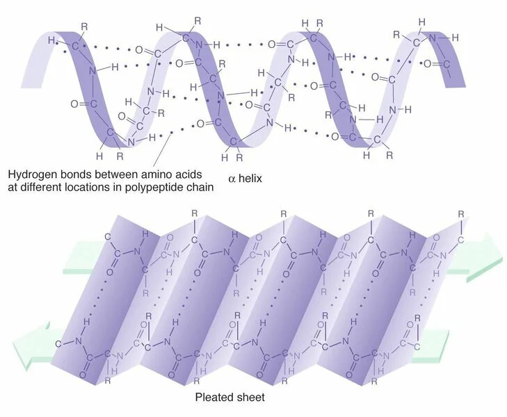 File:Protein structure.jpg