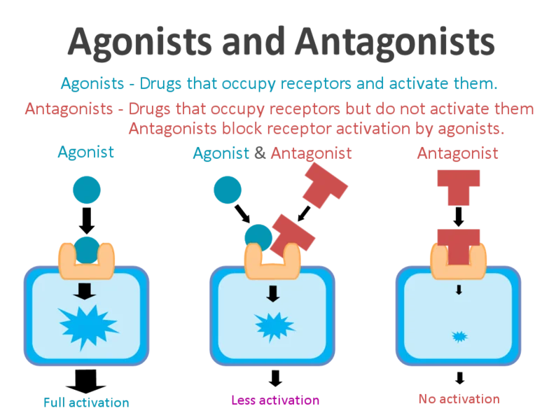 File:Agonists and antagonists.png