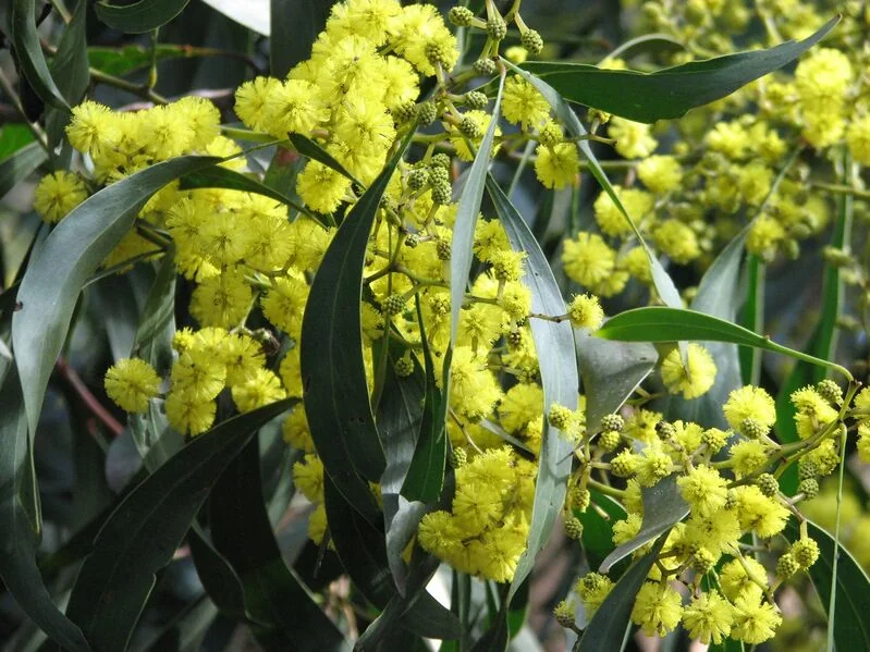 File:Acacia pycnantha Golden Wattle.jpg