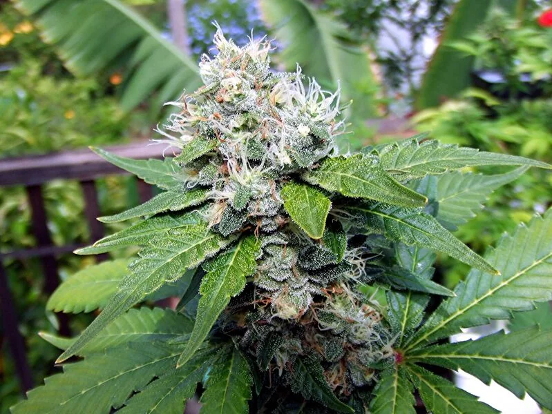 File:Cannabis Plant.jpg