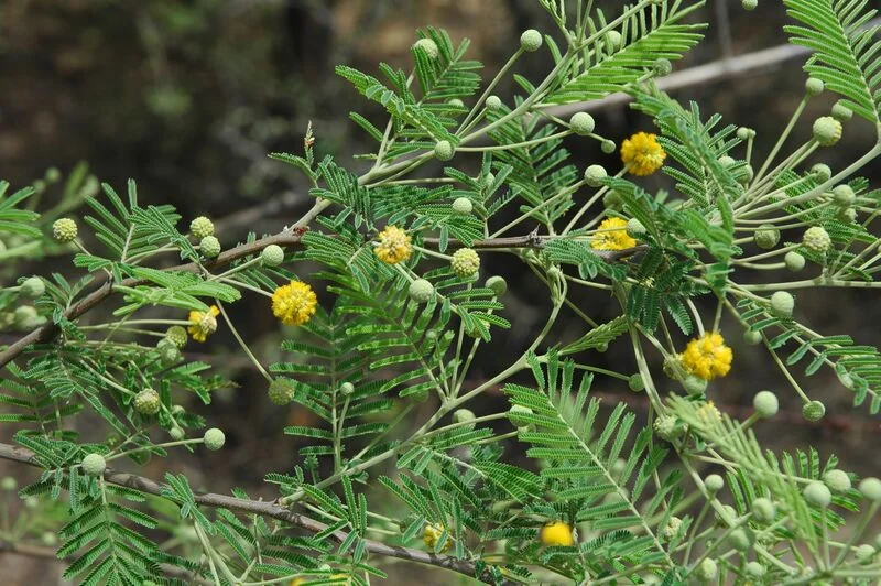 File:Acacia-aroma.jpg