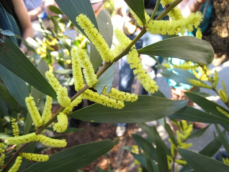 File:Acacia-longifolia-branch.jpg