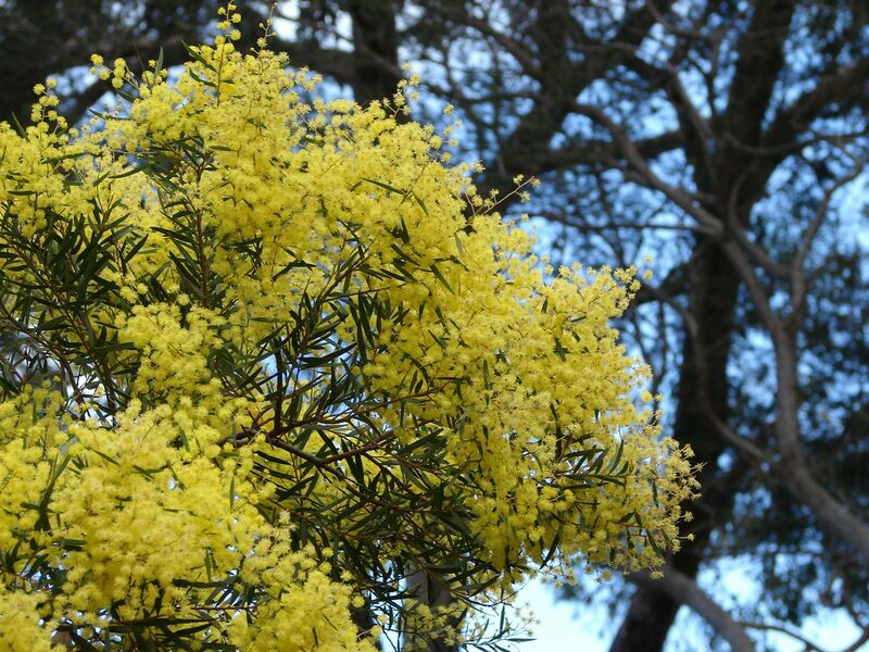 File:Acacia prominens 3.jpg