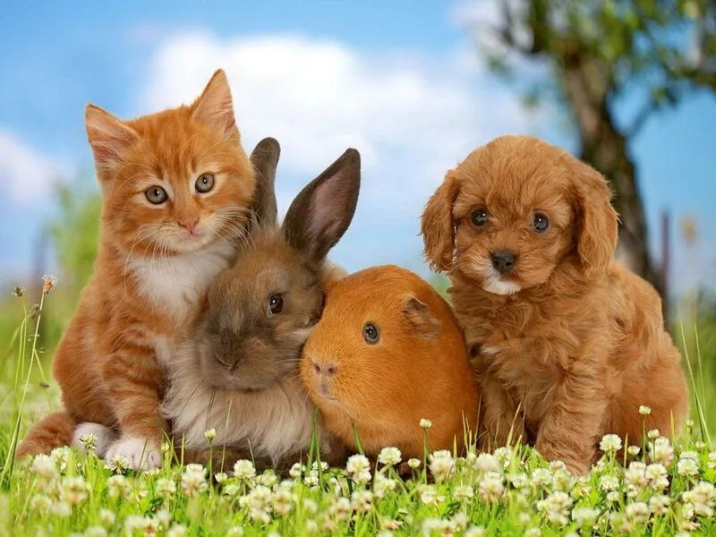 File:Bunnies.jpg