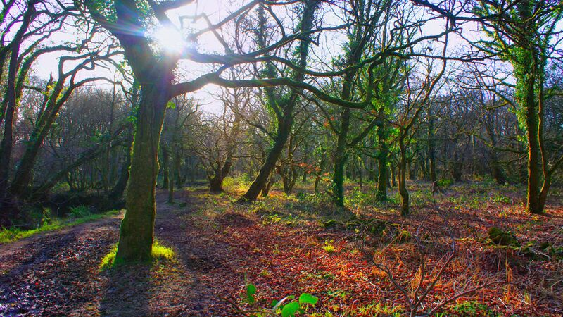 File:Enhancement of colours - woods.jpg