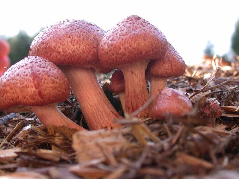 File:G.luteofolius.jpg