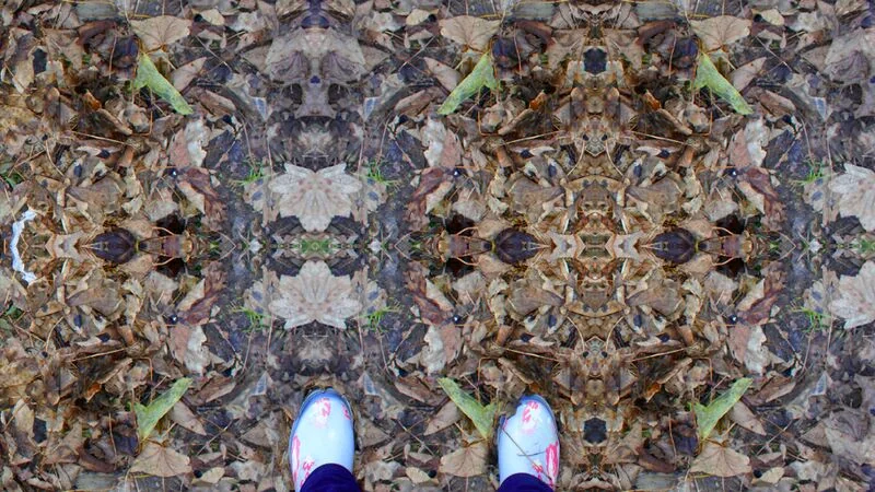 File:Leaves by Chelsea Morgan.jpg