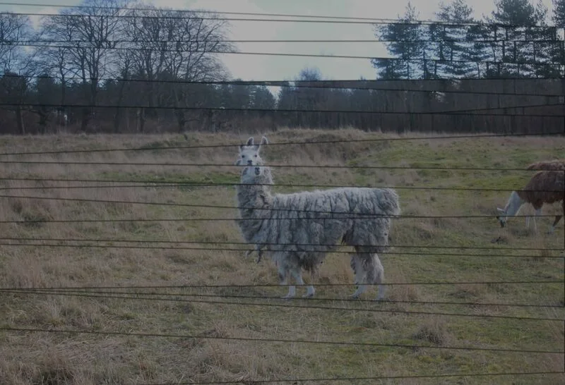 File:Llama by Chelsea Morgan.jpg