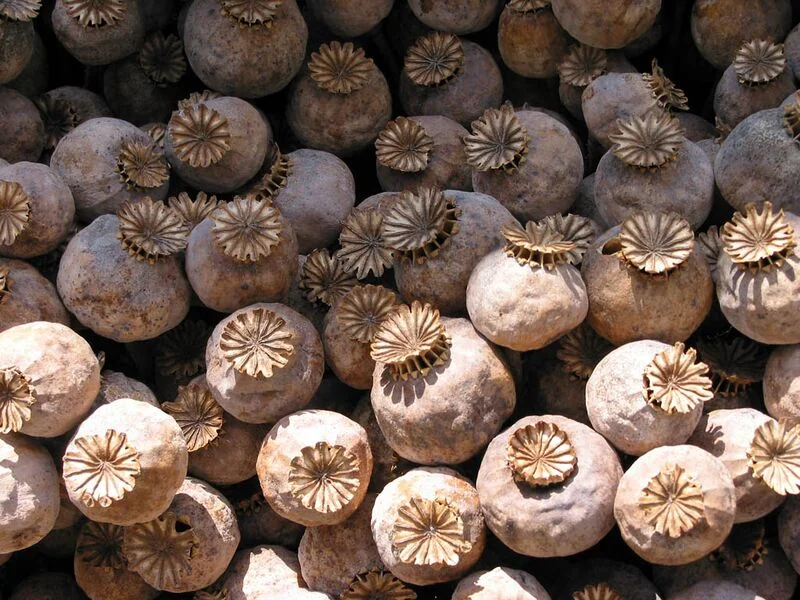 File:Mohn z06.jpg