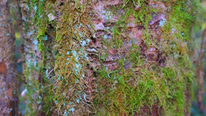 File:Moss on tree bark.jpg