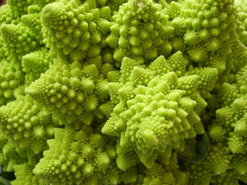File:Natural fractal close up.jpg