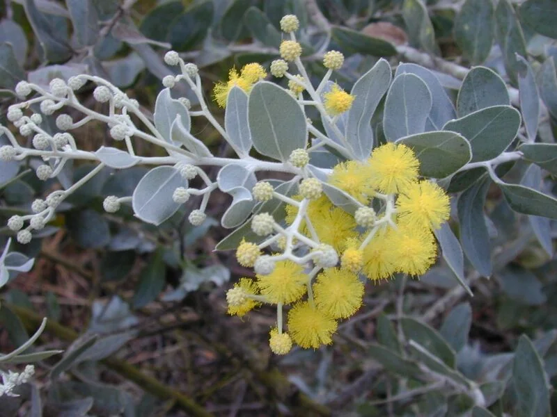 File:Starr 020911-0004 Acacia podalyriifolia.jpg