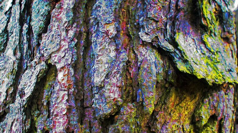 File:Tree Bark.jpg