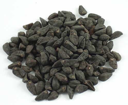 File:Lsa - morning glory seedsgck.jpg
