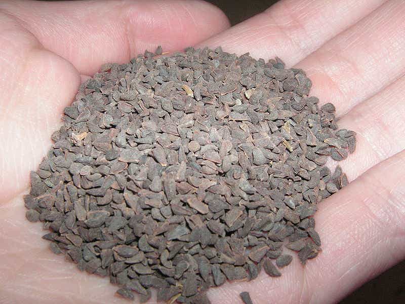 File:Syrianrueseeds.jpg