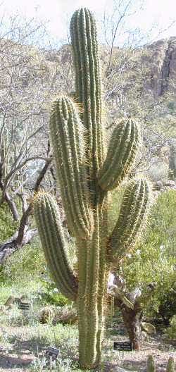 File:Echinopsis terscheckii.jpg