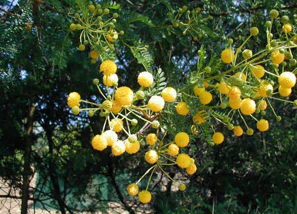 File:Acacia karroo2.jpg