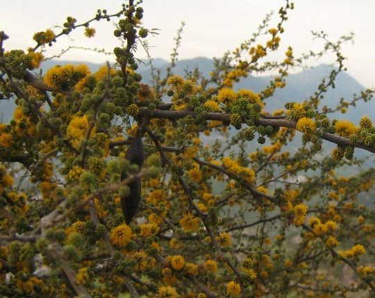 File:Acaciacaven29b.jpg