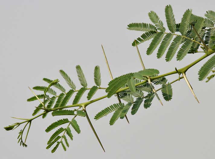 File:Babool (Acacia nilotica) leaves & spines at Hodal W IMG 1251.jpg