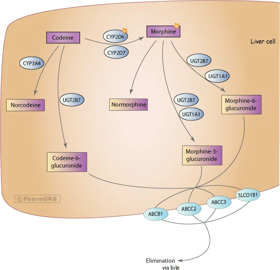 File:Opioid metabolism.png