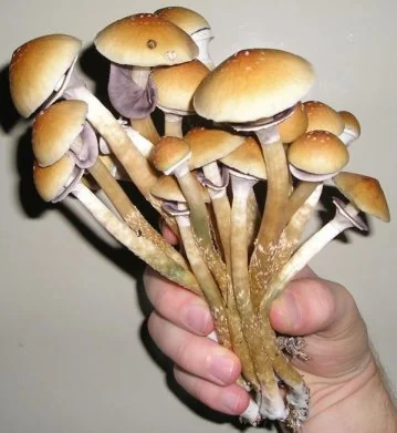 File:Wild-magic-mushrooms.jpg