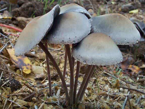 File:Pancyan1.jpg