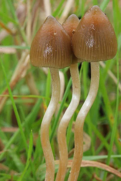 File:Libertycaps.jpg