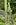 Echinopsis terscheckii 5.jpg