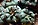 Peyote Cactus.jpg